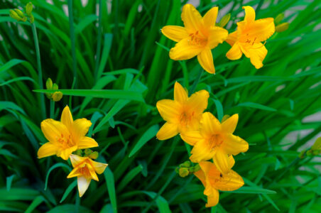 Foraging for Wild Greens in Spring Image